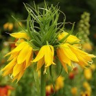 fritilaria fin